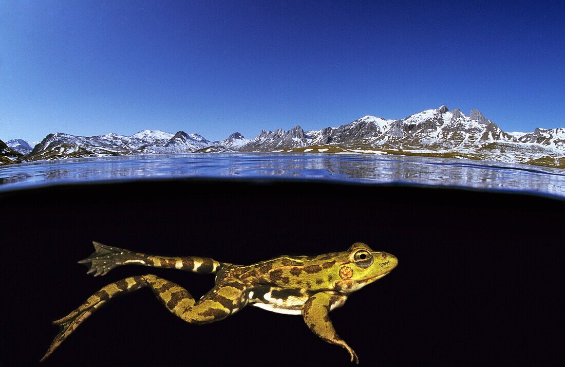 Common Frog, Frog, Green frog, Perez´s frog Rana perezi Dam of Casares, Asturias, Spain