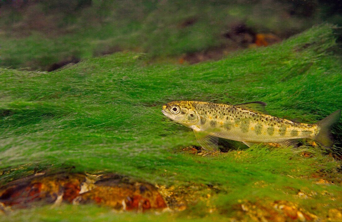 Freshwater Rivers  Atlantic Salmon Salmo salar  Rio Esva, Asturias, Spain