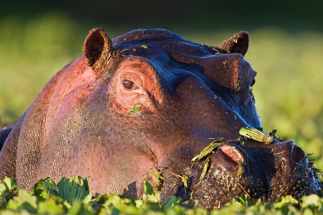 Hippopotamus Hippopotamus resting in lily covered pool Hippopotamus amphibius  Maasai Mara National Reserve, Kenya  Mar 2008