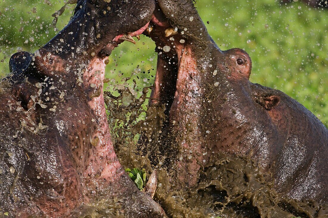 Hippopotamus males fighting in a lily covered pool Hippopotamus amphibius  Maasai Mara National Reserve, Kenya  Feb 2008
