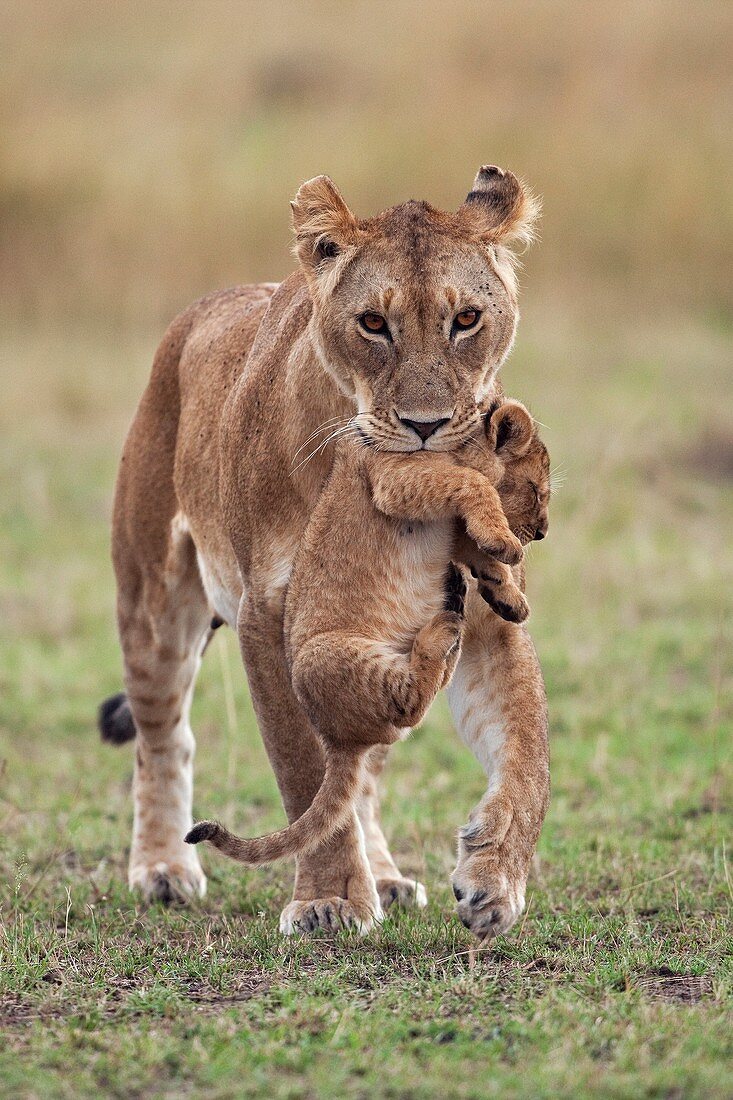Lioness carrying 2-3 month old cub in her mouth while others follow Panthera leo  Maasai Mara National Reserve, Kenya  September 2009