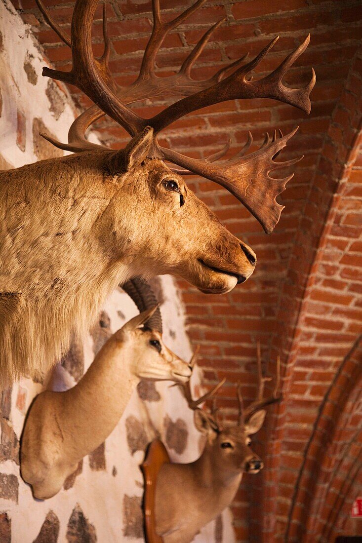 Lithuania, Trakai, Trakai Historical National Park, Island Castle, interior, hunting trophies