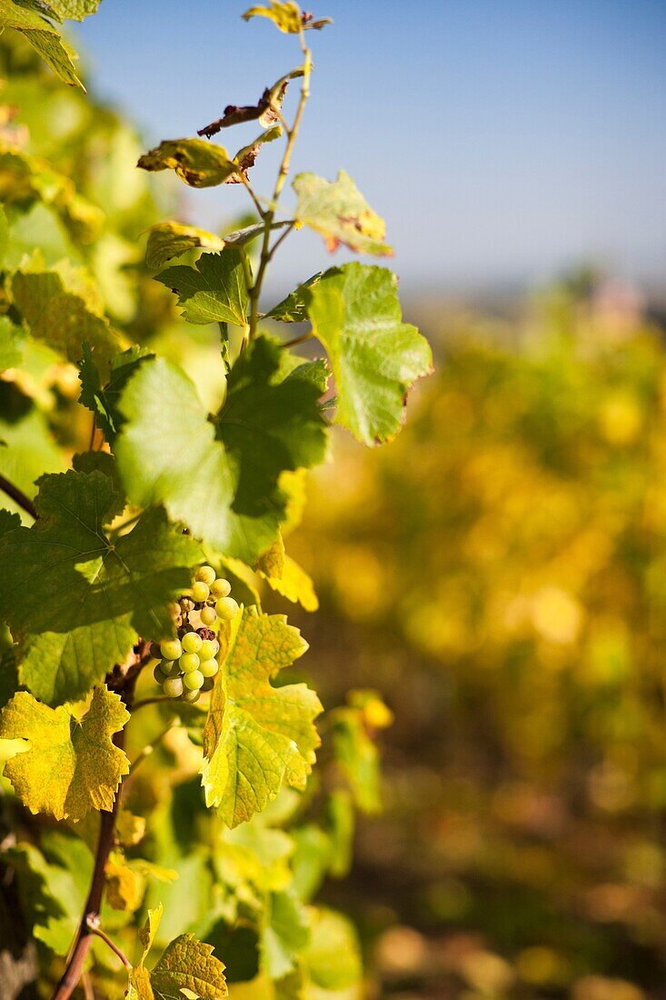 France, Bas-Rhin, Alsace Region, Alasatian Wine Route, Blienschwiller, vineyard detail, autumn