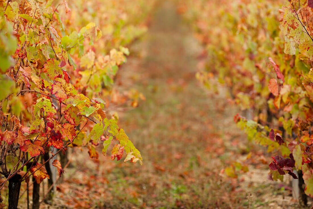 France, Midi-Pyrenees Region, Tarn Department, Gaillac, vineyard in autumn
