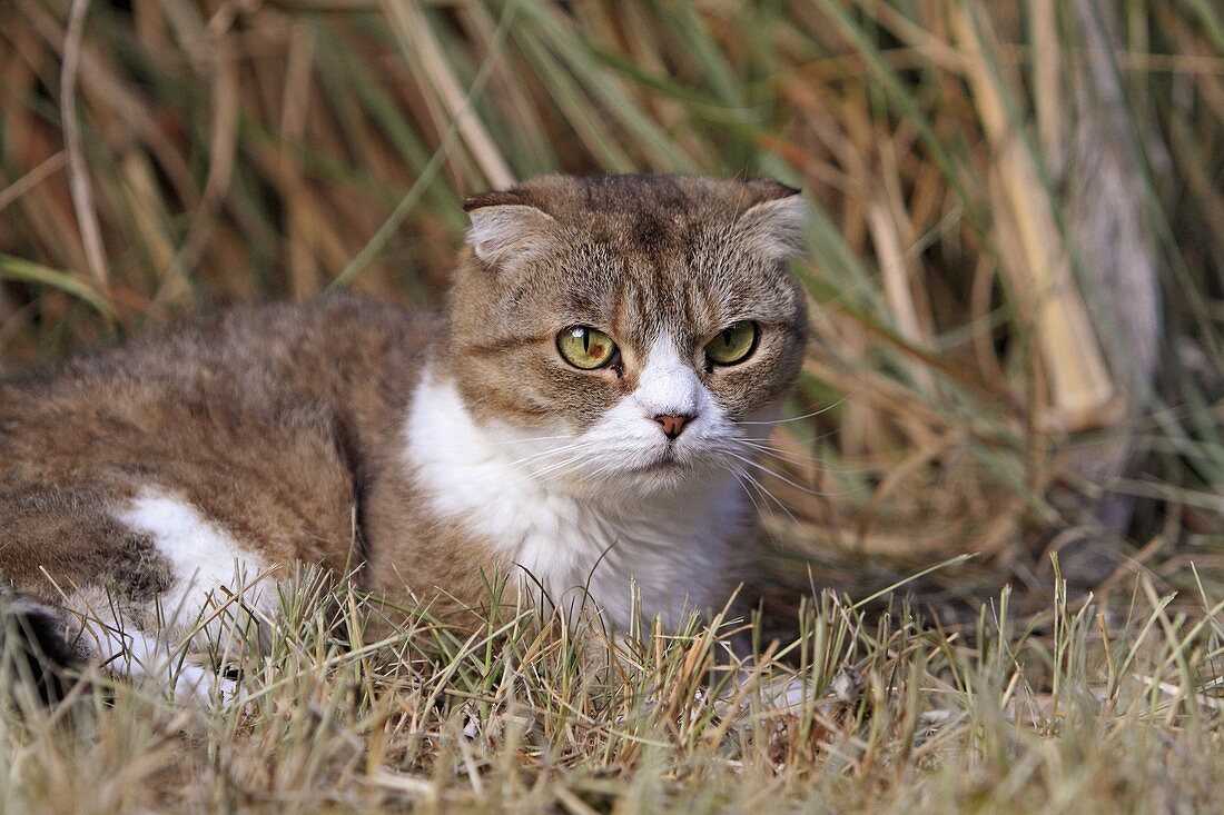 Scottish Fold  Single fold  Felis silvestris catus.