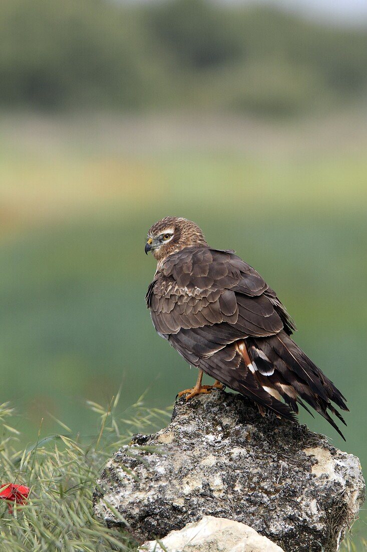 Montagu´s Harrier  Adult female Circus pygargus  Order: : Falconiformes or Accipitriformes, q v   Family: Accipitridae