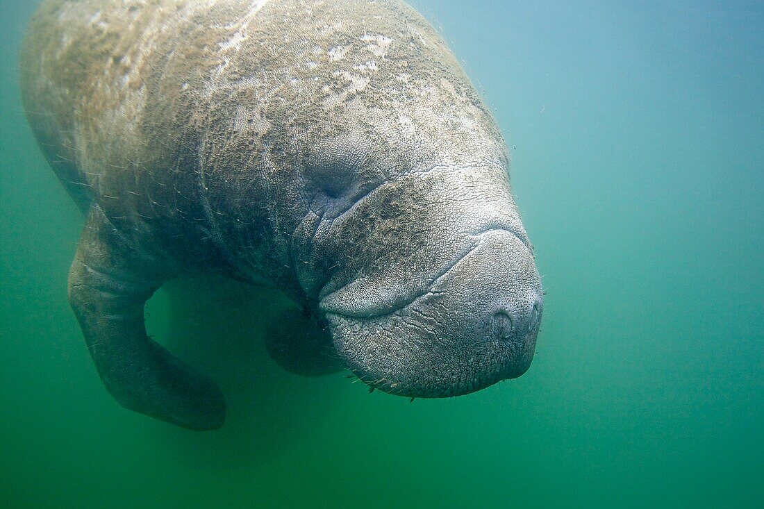 Manatee  Florida Manatee  Three Sisters Springs 3 Sisters Springs  Crystal River  Florida  United States  Trichechus manatus latirostrus  Order:Sirenia Family:Trichechidae