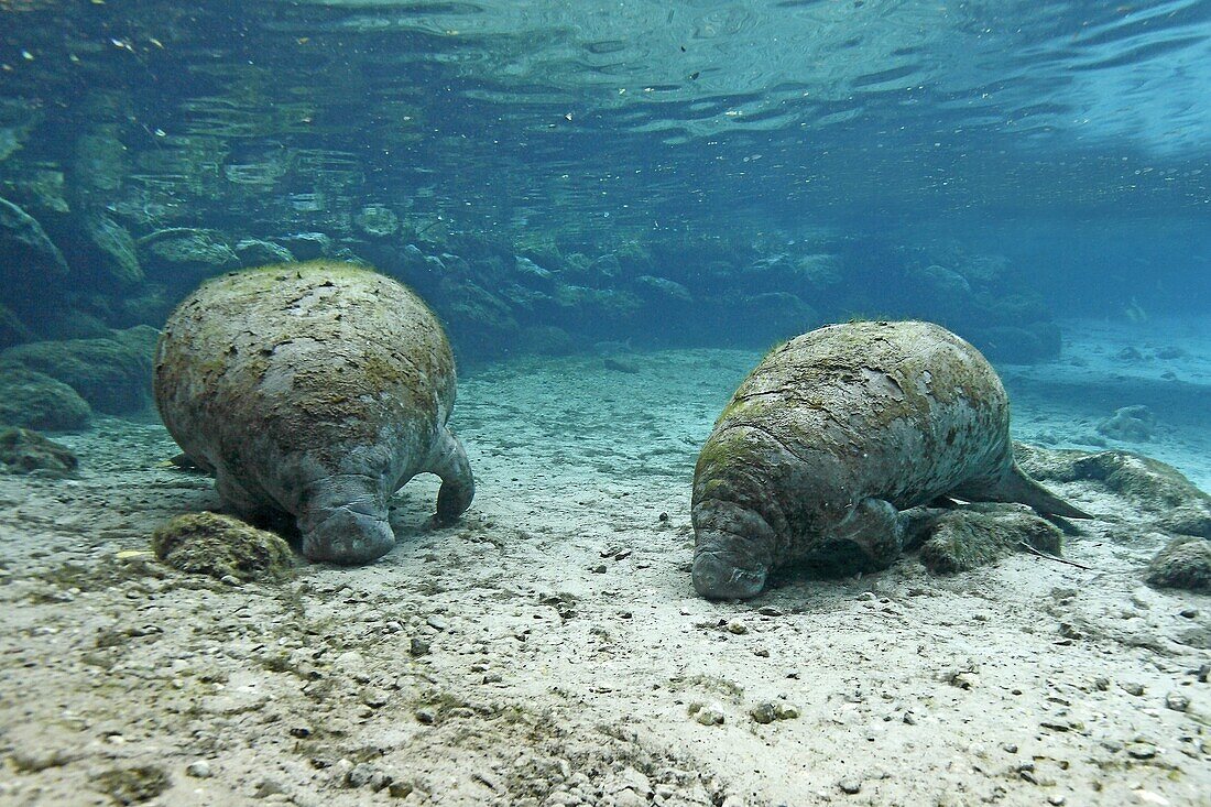 Manatee  Florida Manatee  Three Sisters Springs 3 Sisters Springs  Crystal River  Florida  United States  Trichechus manatus latirostrus  Order:Sirenia Family:Trichechidae