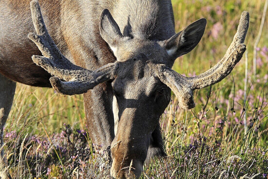 Moose  Male  Alces alces Order: Artiodactyla Family : Cervidae.