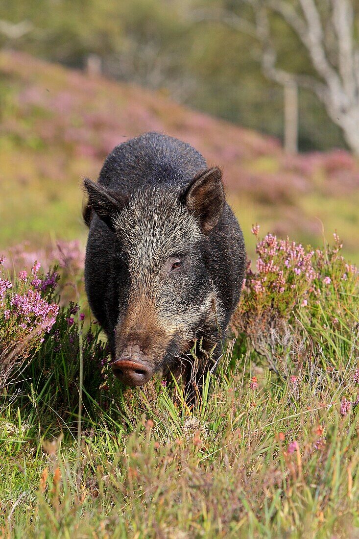 Wild Boar   Sus scrofa  family, suidae  order : artiodactyla.