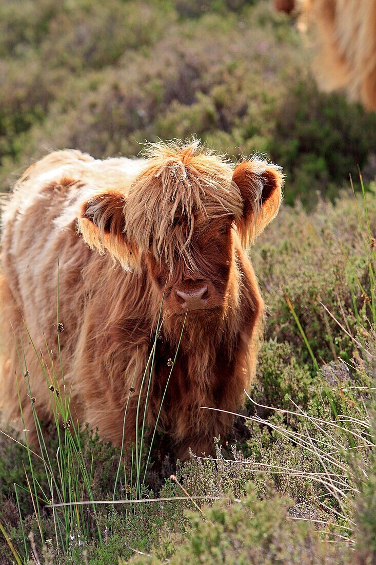 Highland cattle  Scotland.