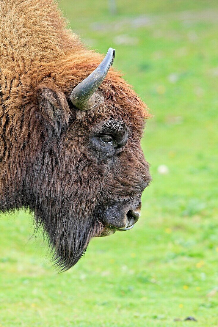 Wisent  EUROPEAN BISON  Bison bonasus  Order: Artiodactyla  Family: Bovidae.