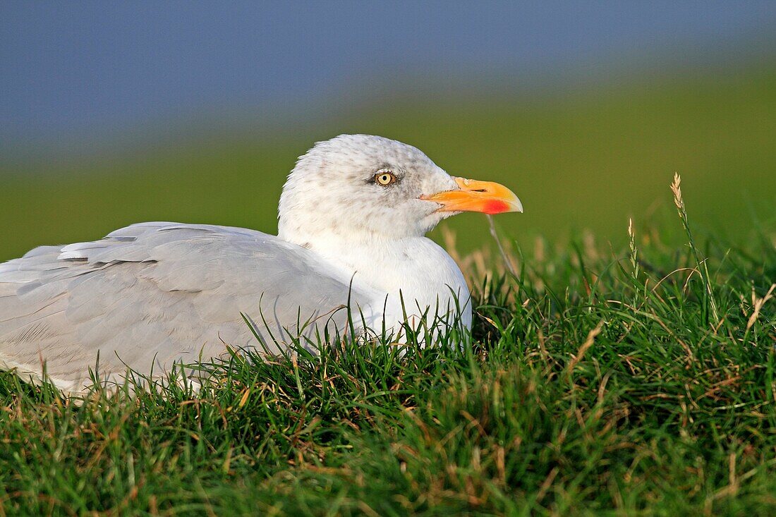 Herring Gull Larus argentatus Order: Charadriiformes Family: Laridae