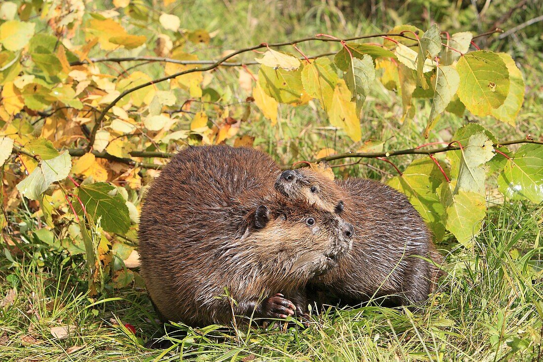 Beaver  Adult and young from the year  Castor fiber  Order : Rodentia  Sub-order : Sciuromorpha  Family : Castoridae.