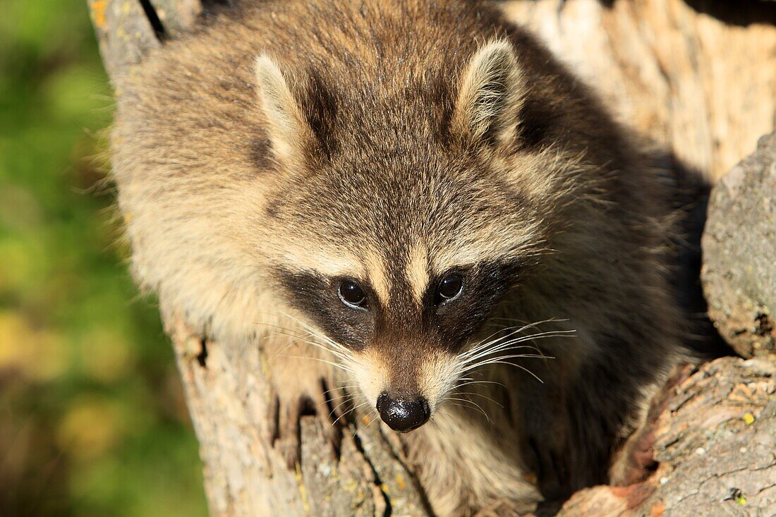 Raccoon or racoon  Adult  Procyon lotor  Order : Carnivora  Family, Procyonidae.