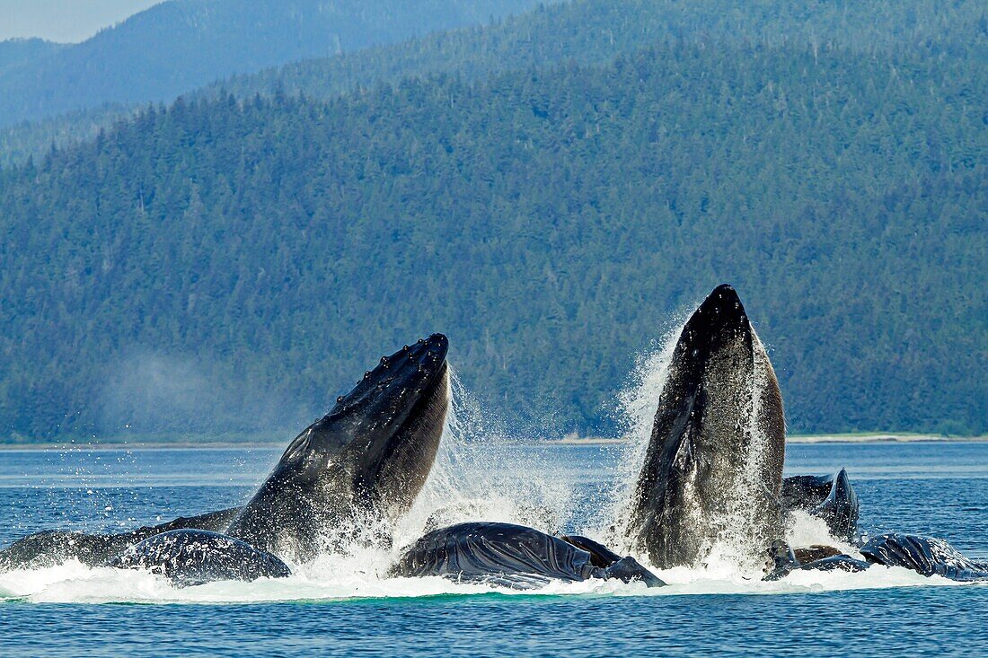 Bubble feeding Bubble net feeding  Humpback whale  Megaptera novaeangliae  Order: Cetacea Suborder: Mysticeti Family: Balaenopteridae