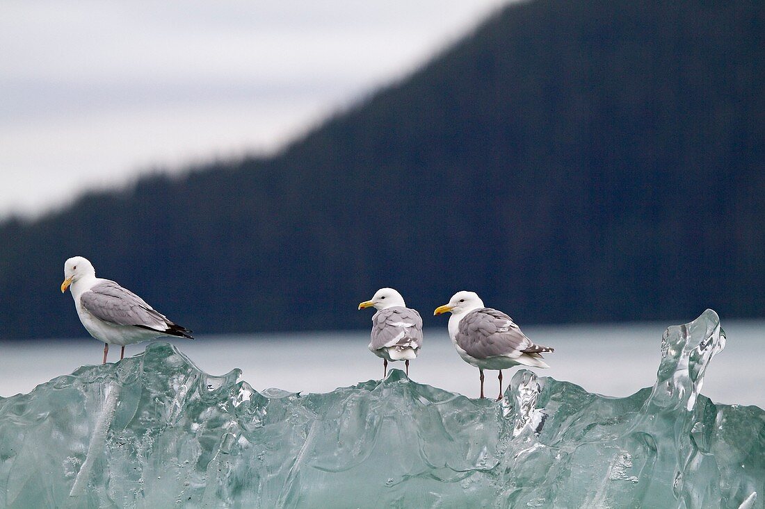 Alaska, Inside passage, Tracy Arm, Glaucous-winged Gull Larus glaucescens  on a piece of ice Order  : Charadriiformes Family : Laridae