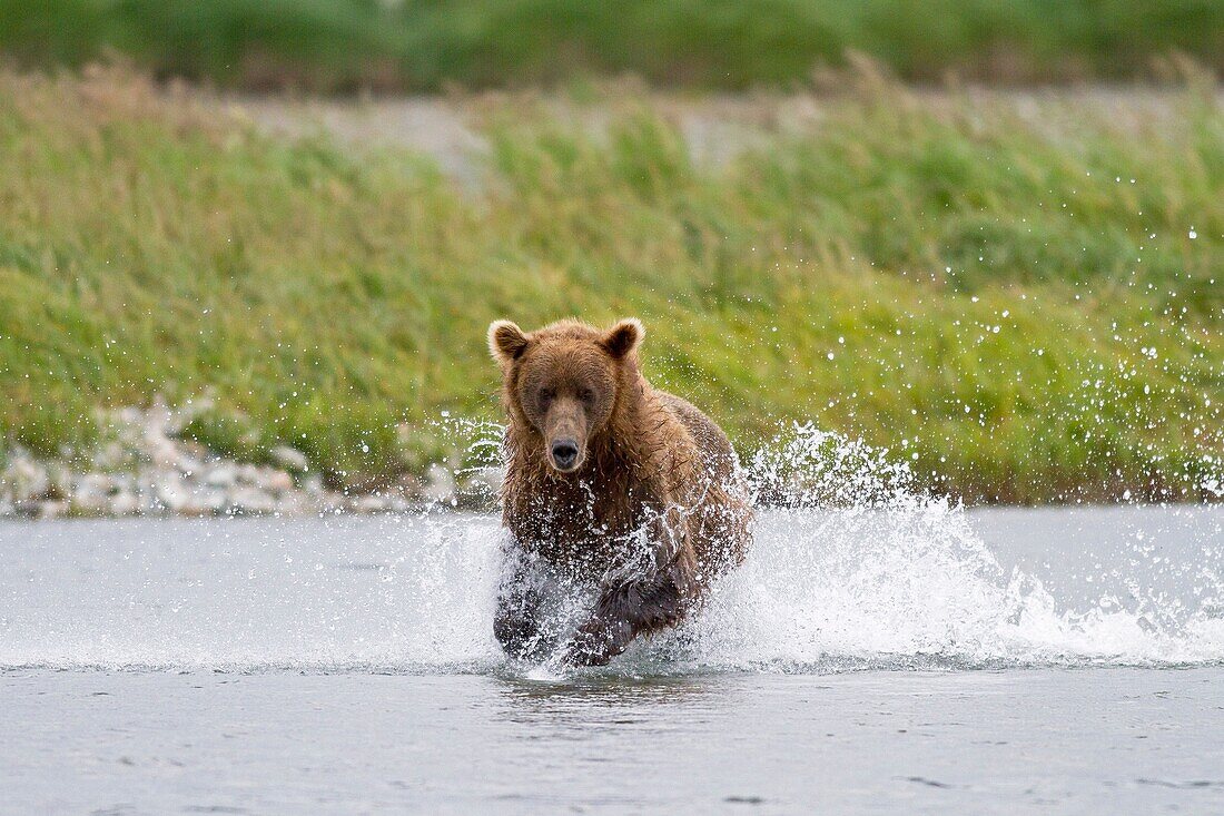 Alaska, Katmai National Park and Preserve, McNeil River Bear Viewing and Wildlife Sanctuary, Grizzly bear  Ursus arctos horribilis, family : ursidae, order : carnivora