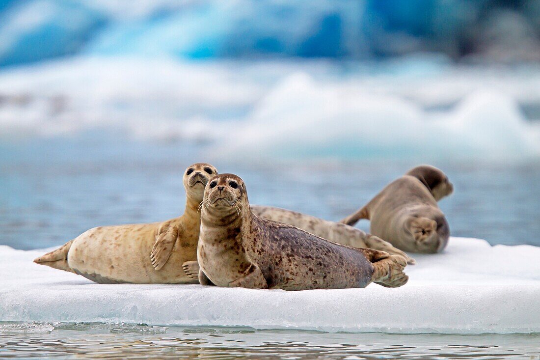 Alaska, Tracy Arm glacier, Fords Terror Wilderness region, Harbor seal Phoca vitulina on piece of ice