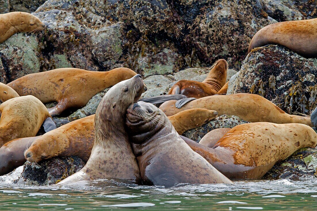 Northern Sea Lion  Eumetopias jubatus, Order : carnivora, family : Otariidae