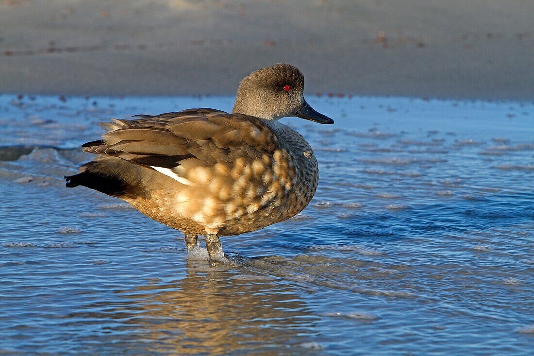 Falkland Islands, Sea LIon island, Crested Duck  Lophonetta specularioides specularioides.