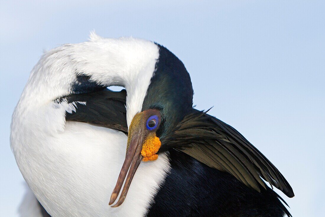 Falkland Islands, Sea LIon island, King Shag or Imperial Shag Phalacrocorax atriceps albiventer