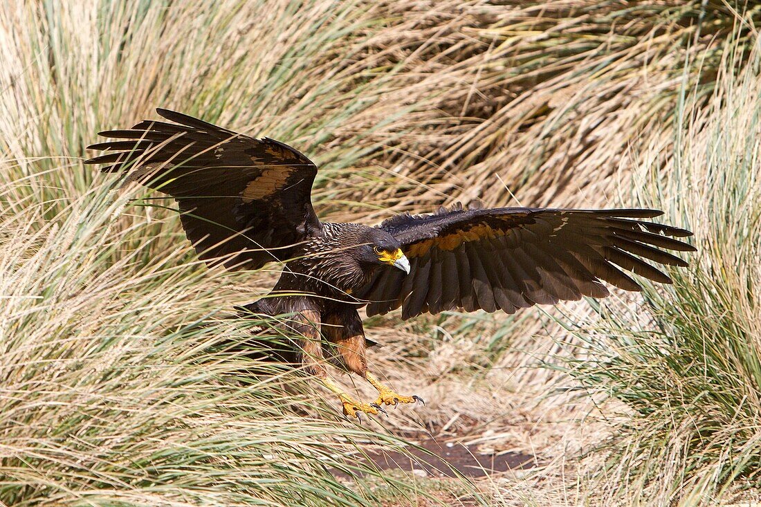 Falkland Islands, Sea LIon island, Johnny Rook, or Striated Caracara, Phalcoboenus australis