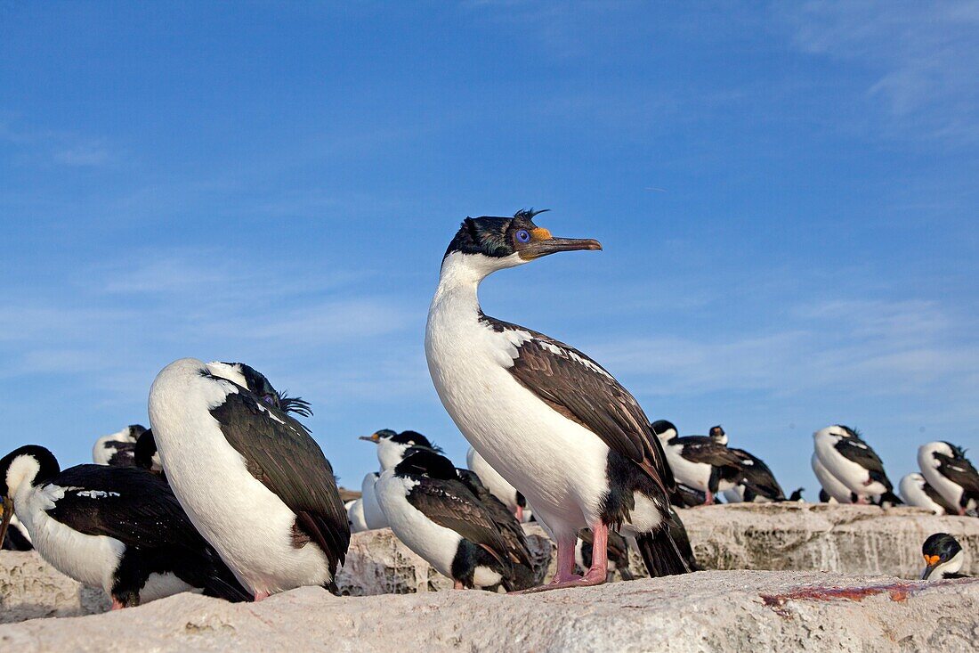Falkland Islands, Sea LIon island, King Shag or Imperial Shag Phalacrocorax atriceps albiventer