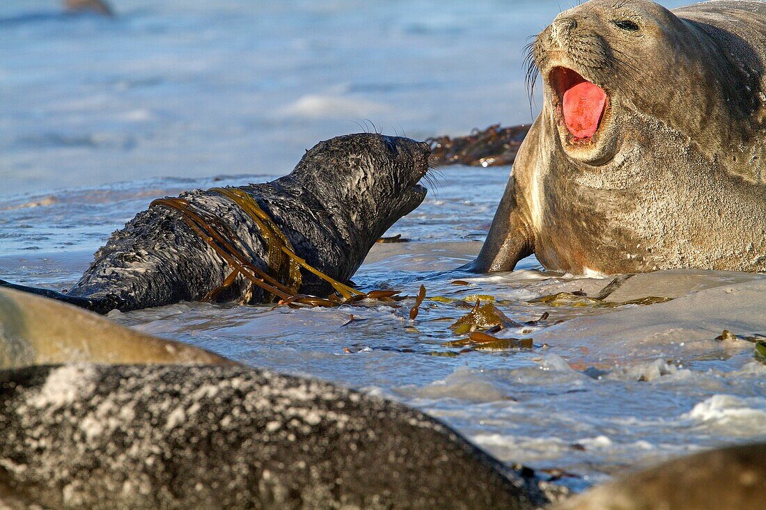 Falkland Islands, Sea LIon island, Southern Elephant Seal Mirounga leonina