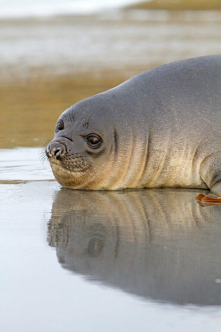 Falkland Islands, Sea LIon island, Southern Elephant Seal Mirounga leonina, baby