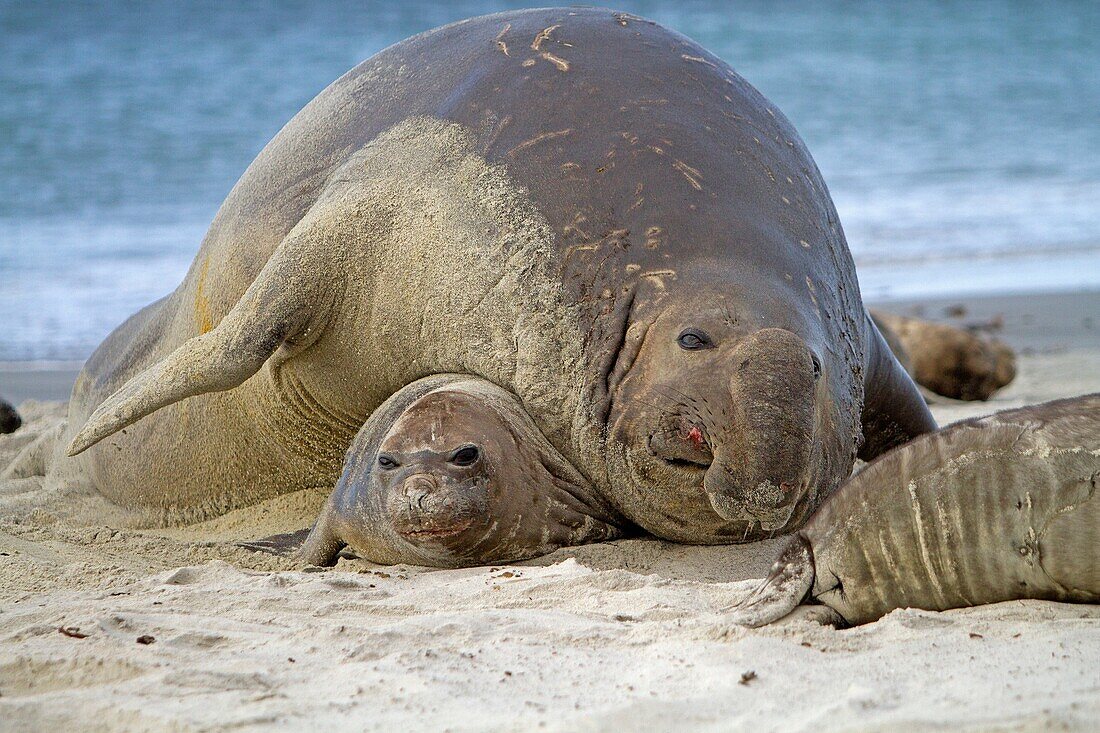 Falkland Islands, Sea LIon island, Southern Elephant Seal  Mirounga leonina