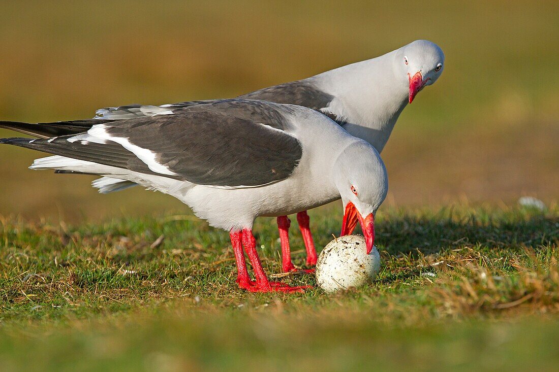 Falkland Islands, Sea LIon island, Dolphin Gull  Larus scoresbii  with an egg of Gentoo Penguin, Order:Charadriiformes family : laridae