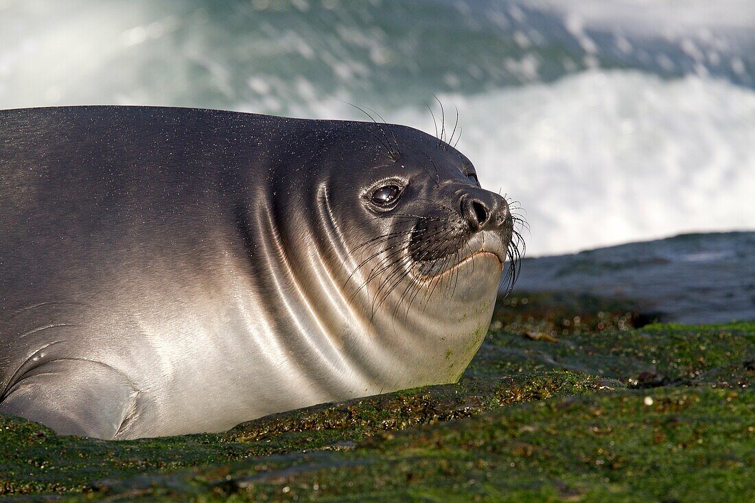Falkland Islands, Sea LIon island, Southern Elephant Seal Mirounga leonina, baby