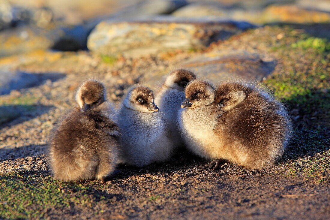Falkland Islands, Sea LIon island, Upland Goose or Magellan Goose  Chloephaga picta, young