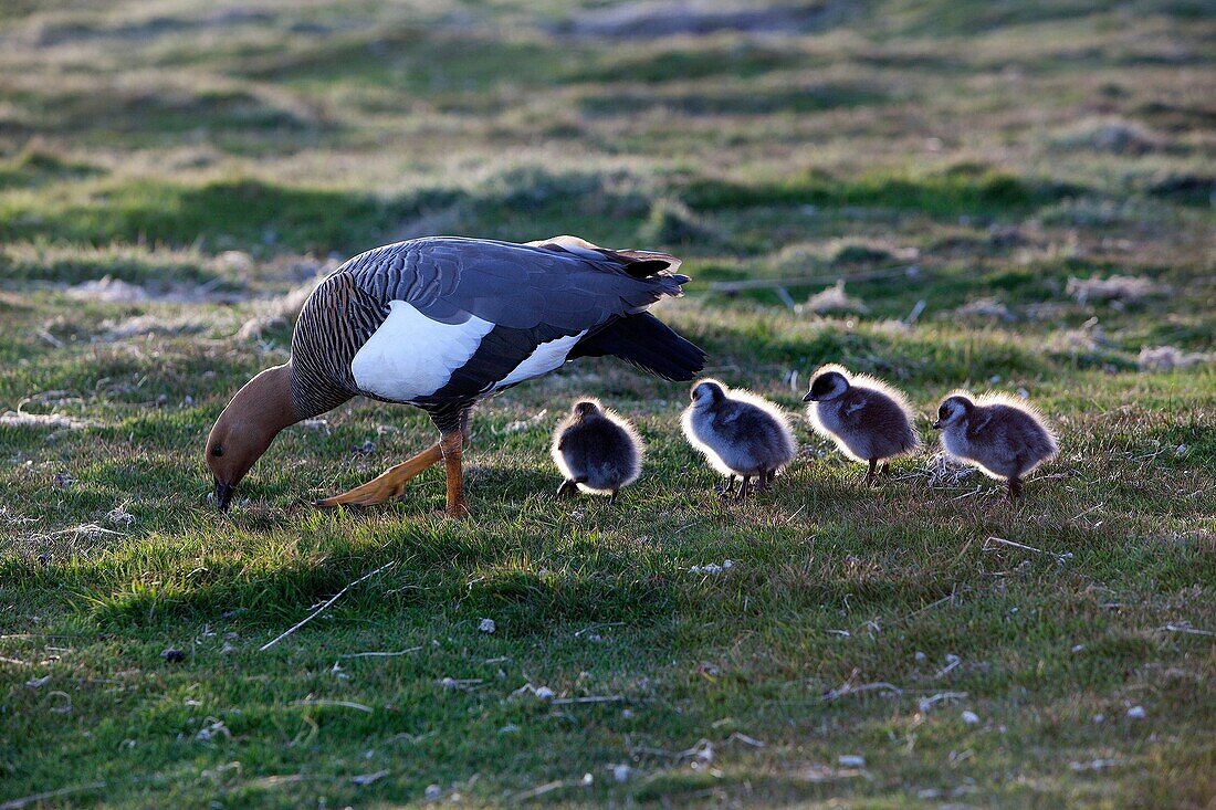 Falkland Islands, Sea LIon island, Upland Goose or Magellan Goose  Chloephaga picta, female and youngs