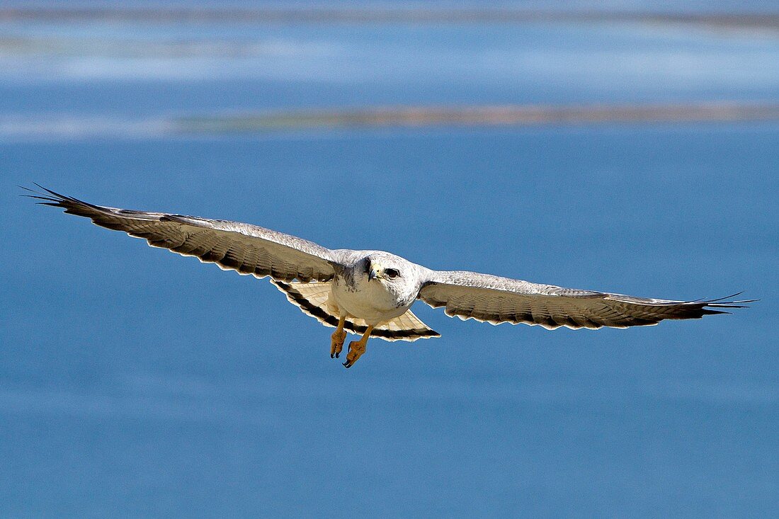 Falkland, Malouines, Ile de Pebble, Variable Hawk or Red-backed HawkButeo polyosoma, male