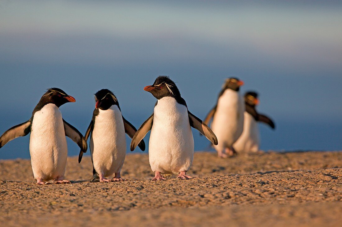 Falkland Islands, Pebble island, Rockhopper penguin  Eudyptes chrysocome chrysocome.