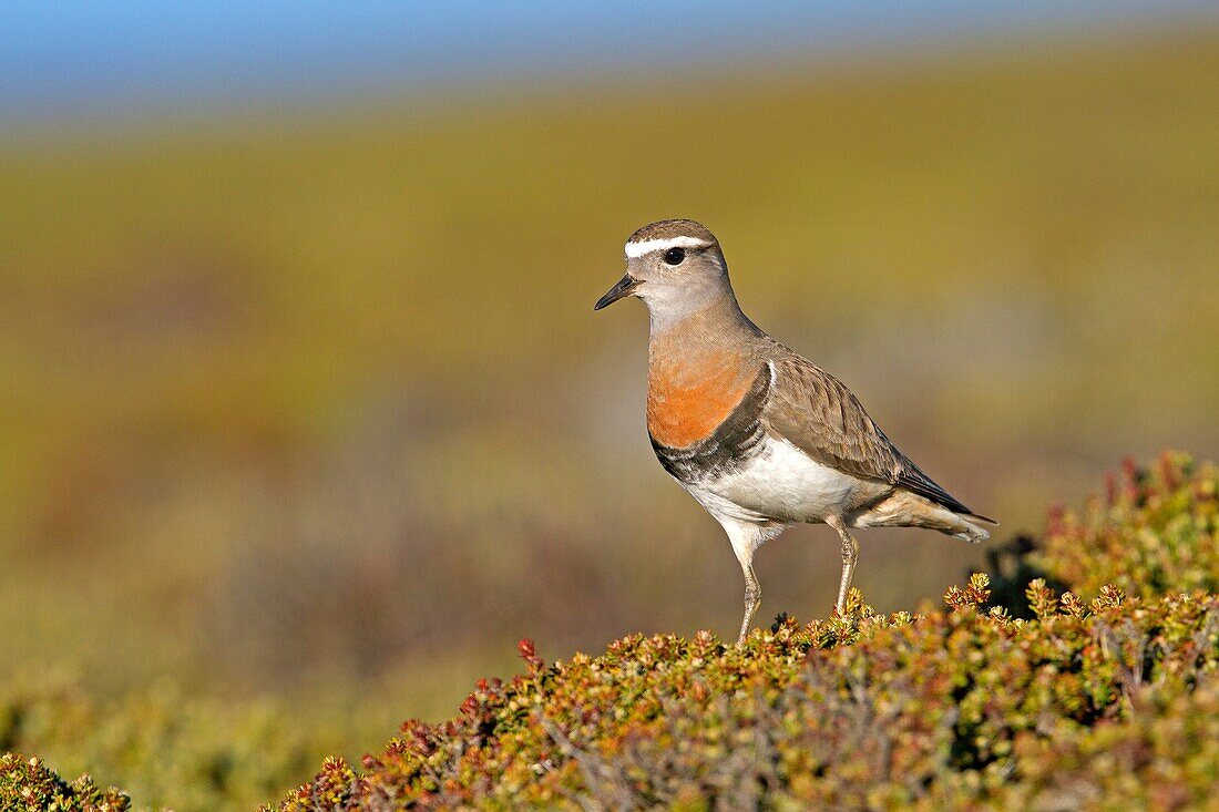 Falkland Islands, Pebble island, Rufous-chested Plover or Rufous-chested Dotterel Charadrius modestus, Order:Charadriiformes Family: Charadriidae