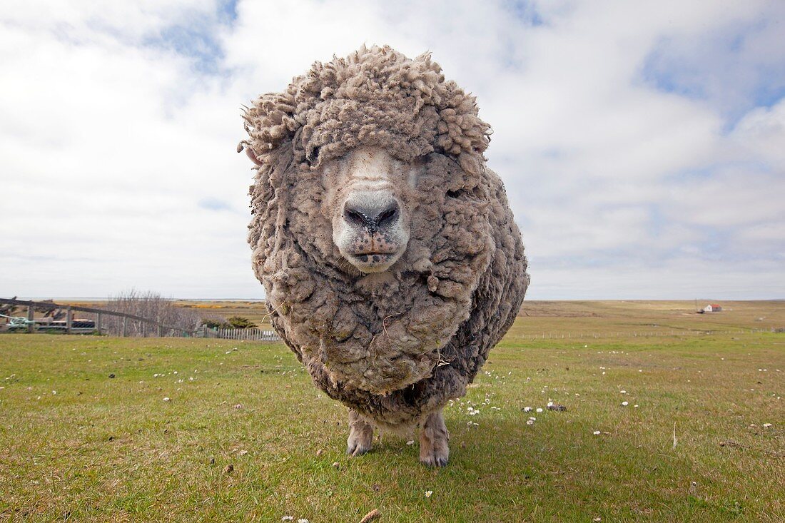 Falkland Islands, Pebble island, Domestic Sheep.