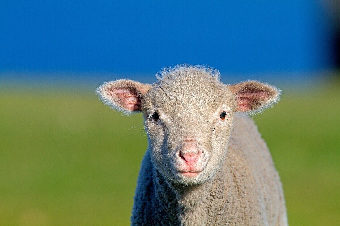 Falkland Islands, Pebble island, Domestic Sheep.