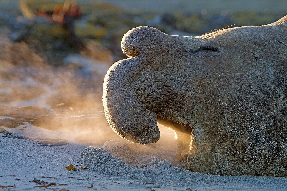 Falkland Islands, Sea LIon island, Southern Elephant Seal  Mirounga leonina