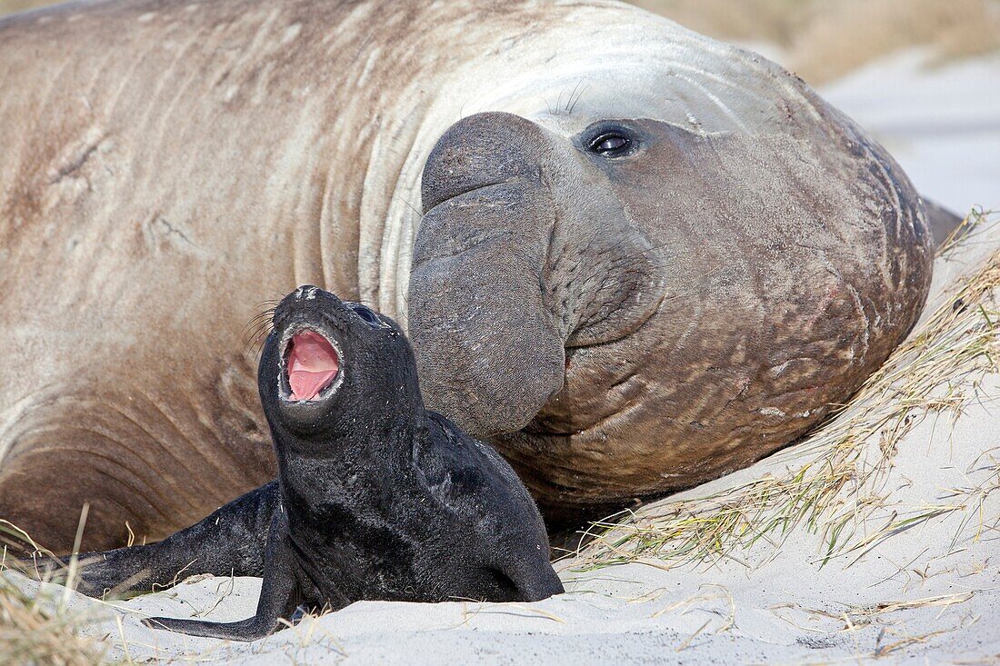 Falkland Islands, Sea LIon island, Southern Elephant Seal  Mirounga leonina