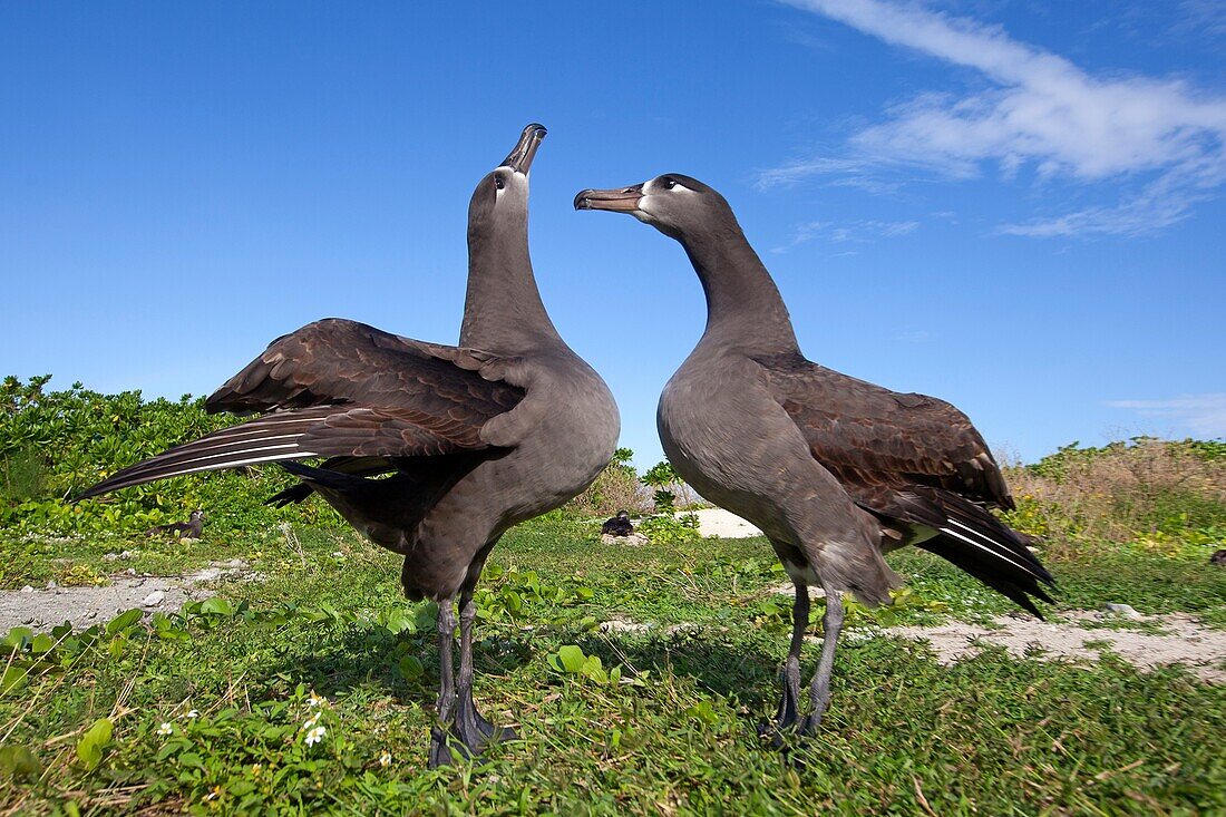 Hawaï, Midway, Sand Island, Black-footed Albatross  Phoebastria nigripes