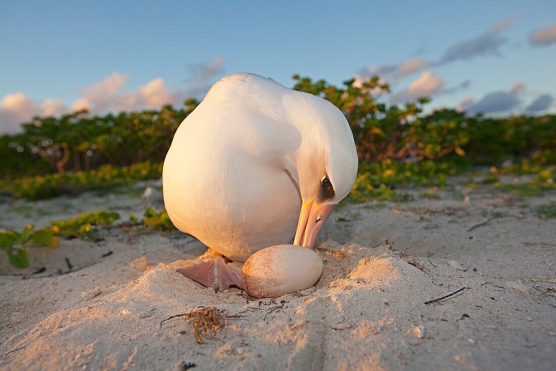 Hawaï, Midway, Sand Island, Laysan Albatross, Phoebastria immutabilis