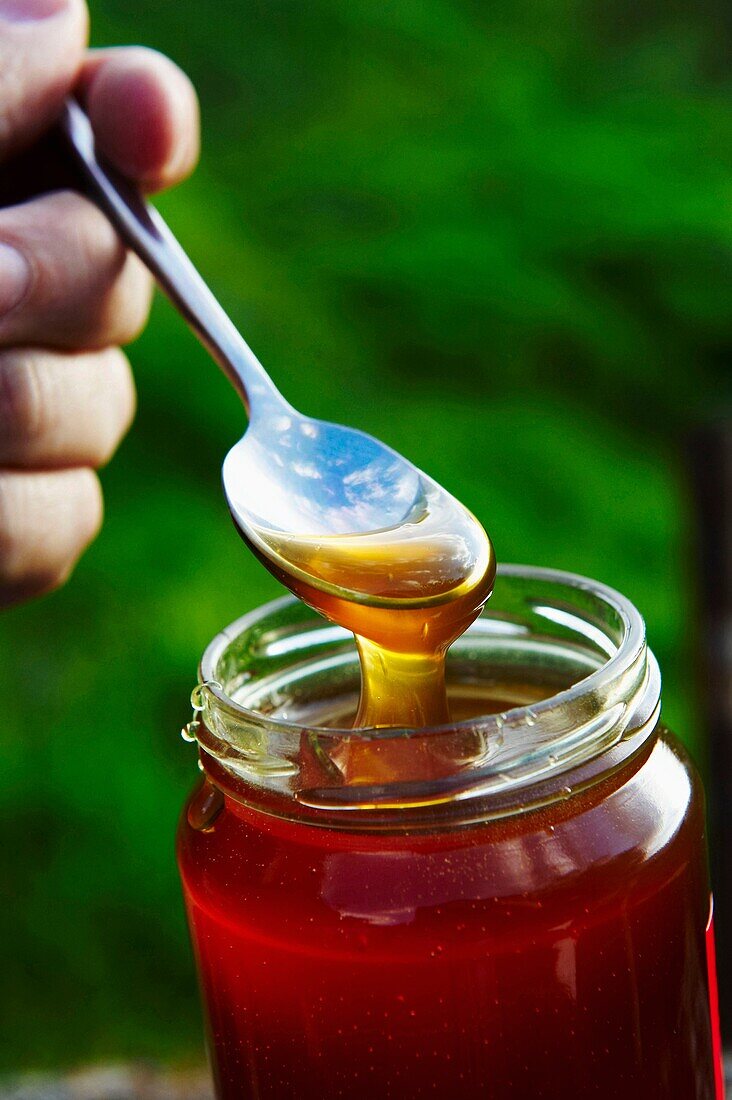 Chestnut honey, Romain Salsca honey producer, Peri, South Corsica, Corsica, France