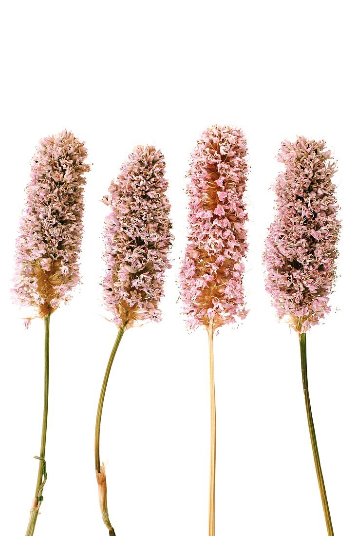 Four dried Bistort flowers on a white background.