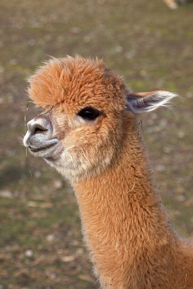 Alpaca Lama pacos - New York - USA - A domesticated South American hoofed mammal related to the llama - Believed to be a variety of the guanaco - Its long soft silky fleece is used for yarn and fabric - 5 ft 1 5 m total height and 3 5 1 1 m length
