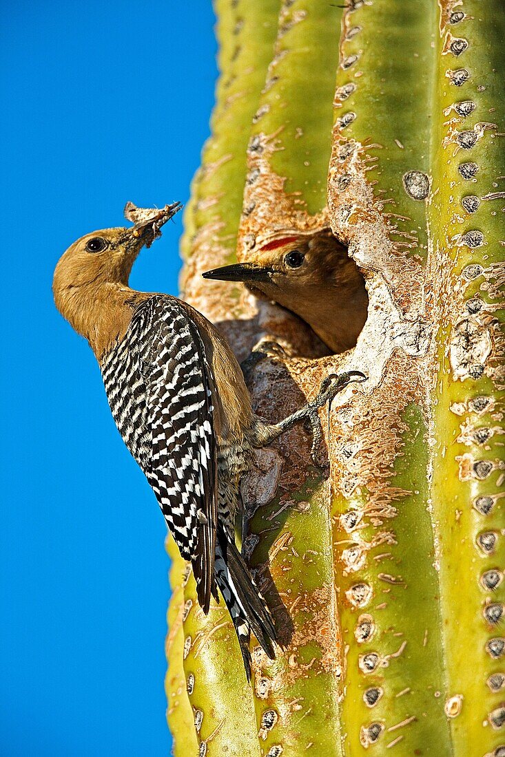 Gila Woodpecker Melanerpes uropygialis - Male and female at nest in Saguaro Cactus - Sonoran Desert - Arizona - Also feeds on nectar and insects in the Saguaro cactus blossom - helps pollinate cactus - makes holes in Saguaro cactus for their nests which a