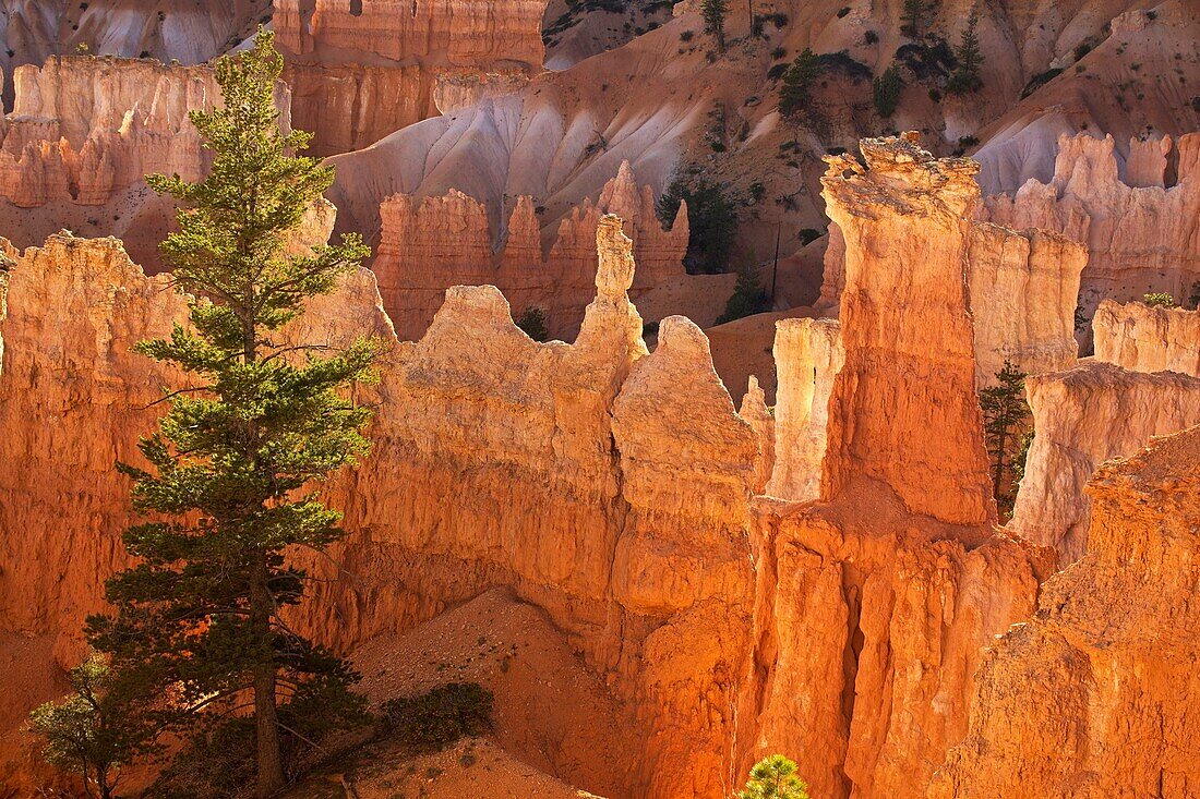 Bryce Canyon National Park - Utah - ´hoodoos´ - ´Hoodoos´ are pillars of rock carved by erosion - water Ice and gravity are the forces sculpting hoodoos-especially freeze-thaw processes - occur in Claron formation containing limestone - siltstone - dolomi