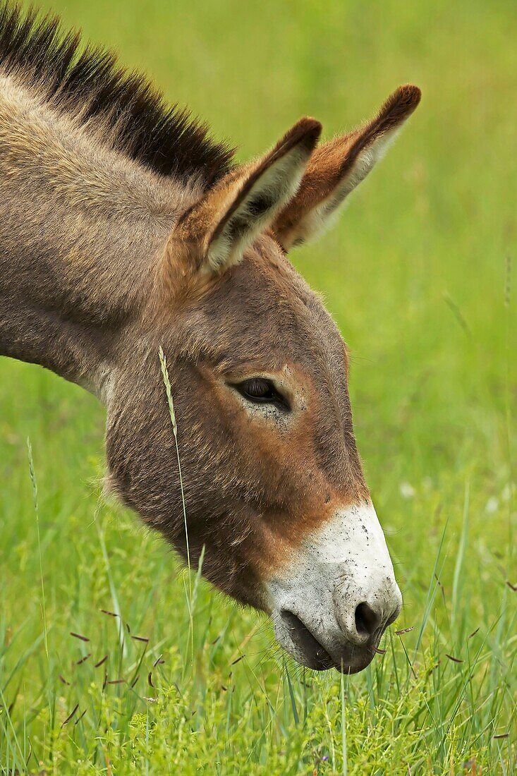 Feral Burro - Donkey - Equus asinus Equus africanus asinus - Custer State Park - South Dakota - Decendents of burros used to carry visitors to Harney peak which were released and established small feral population which is managed and provides attraction